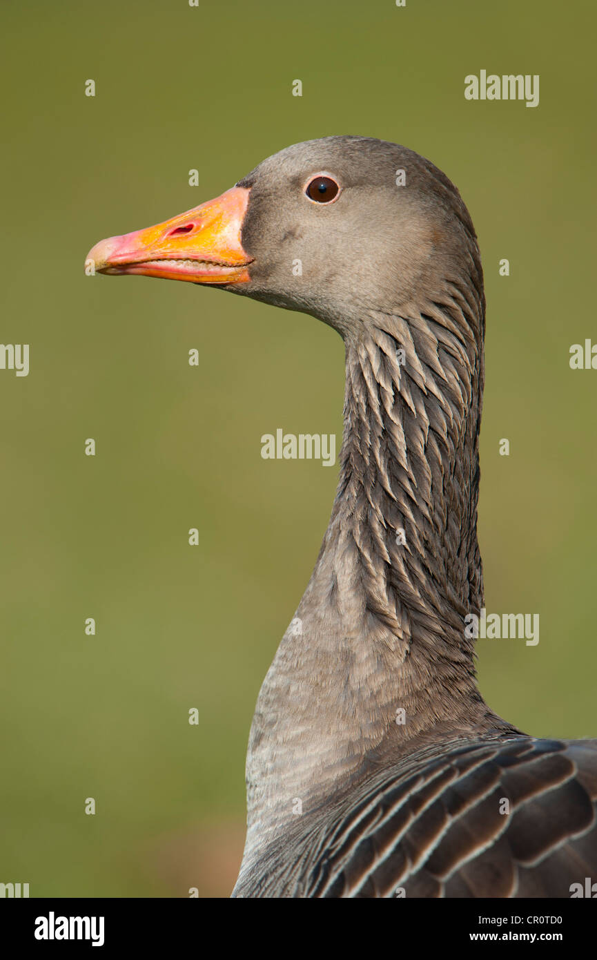 Graylag o Graylag goose (Anser anser), Stoccarda, Baden-Wuerttemberg, Germania, Europa Foto Stock