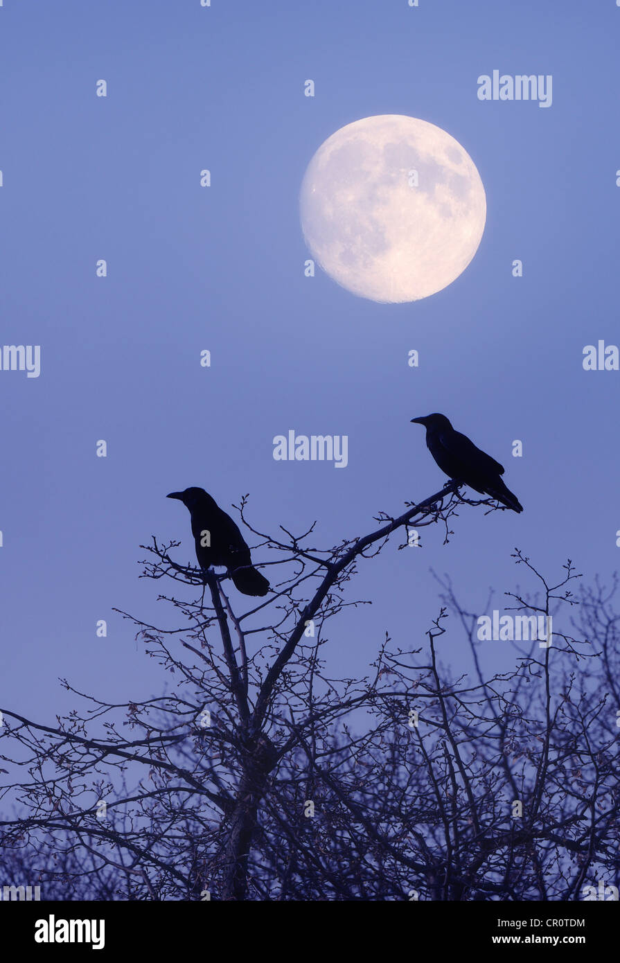 Rooks (Corvus frugilegus) con la luna, la composizione Foto Stock