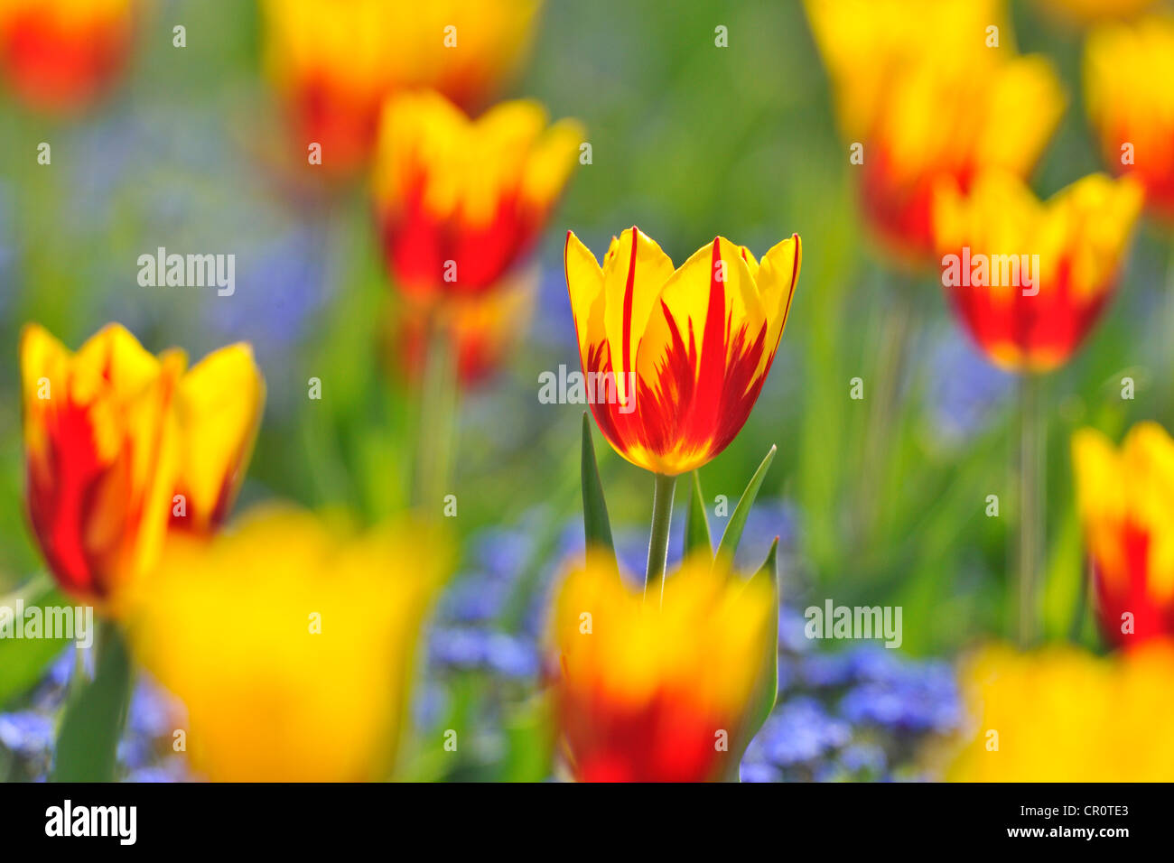 I tulipani (Tulipa), rosso, giallo Foto Stock
