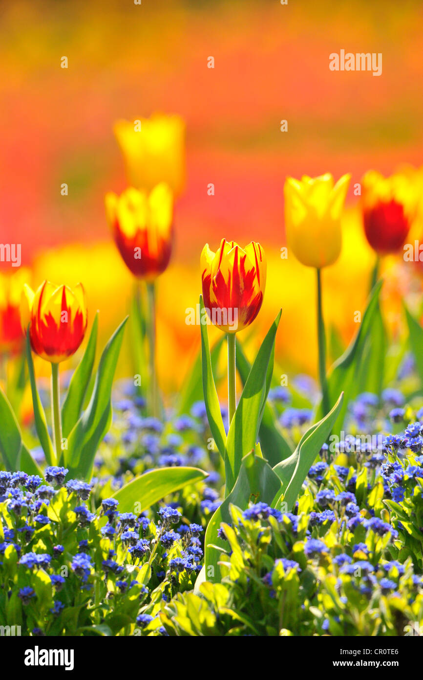 I tulipani (Tulipa), rosso, giallo Foto Stock