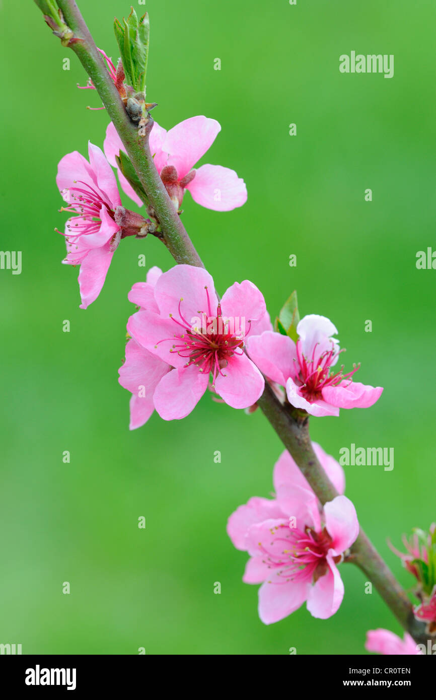 Ramoscello con Peach Blossoms (Prunus persica) Foto Stock