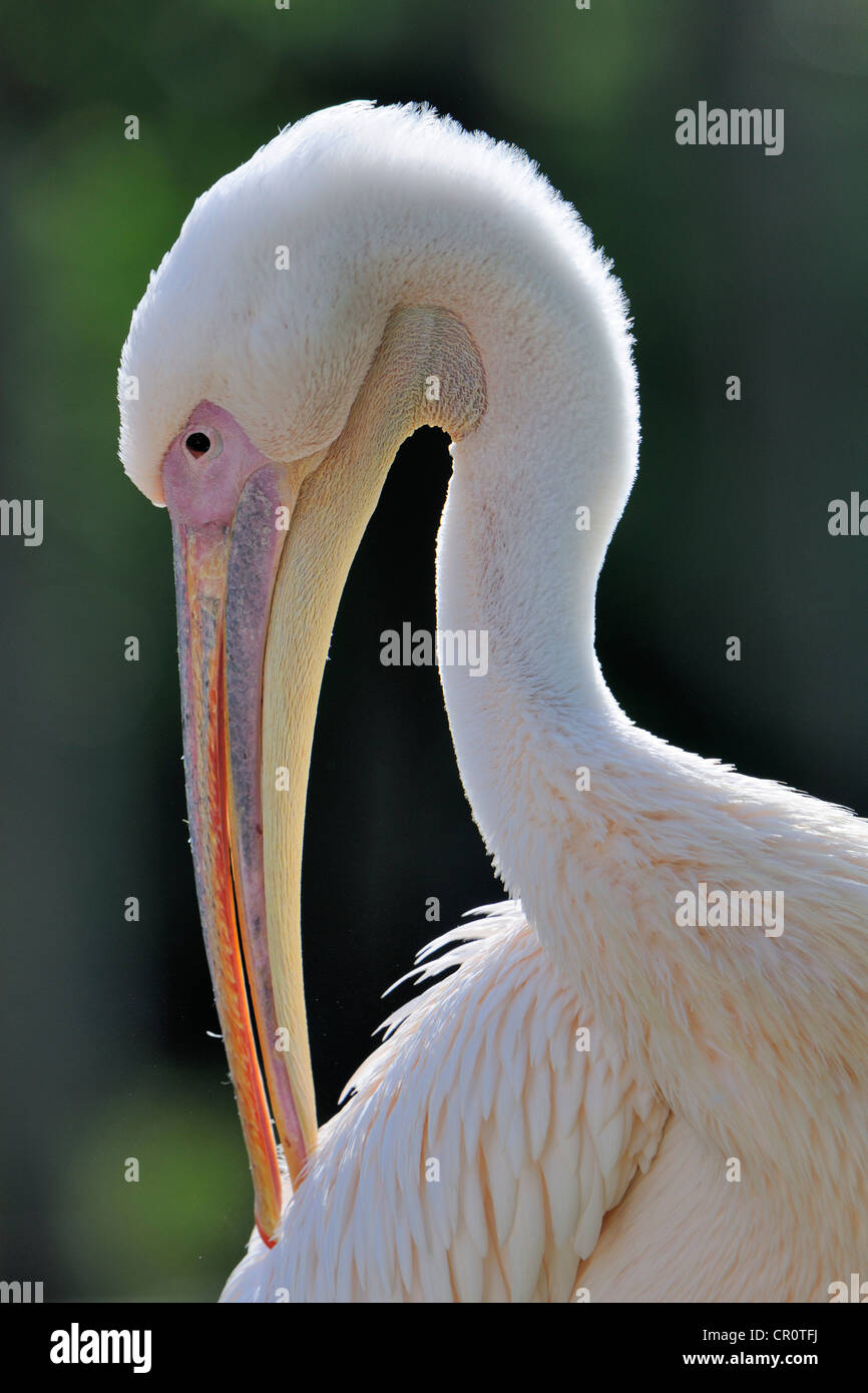 Great White Pelican (Pelecanus onocrotalus), ritratto Foto Stock