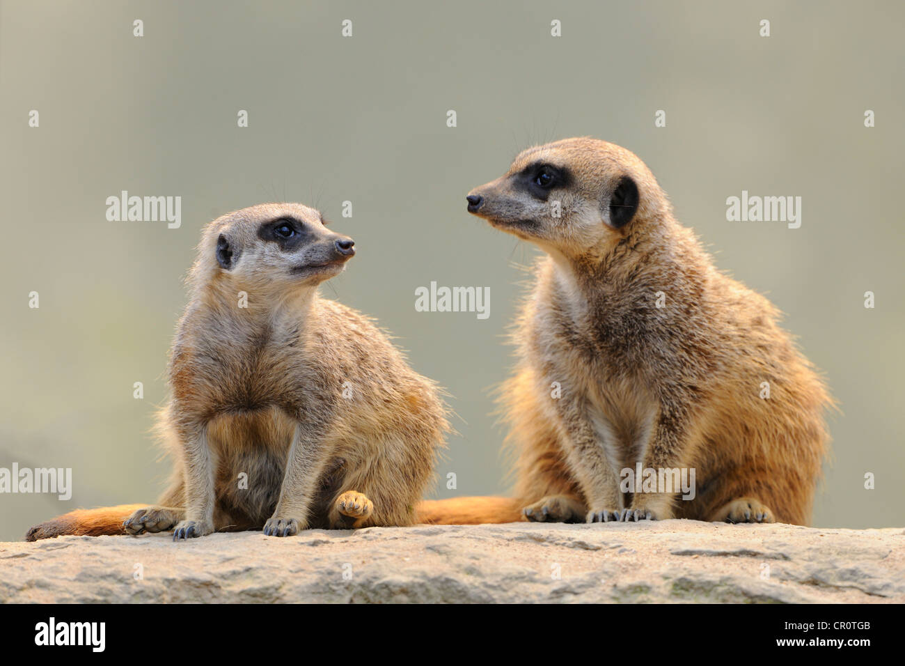 Meerkats (Suricata suricatta) Foto Stock