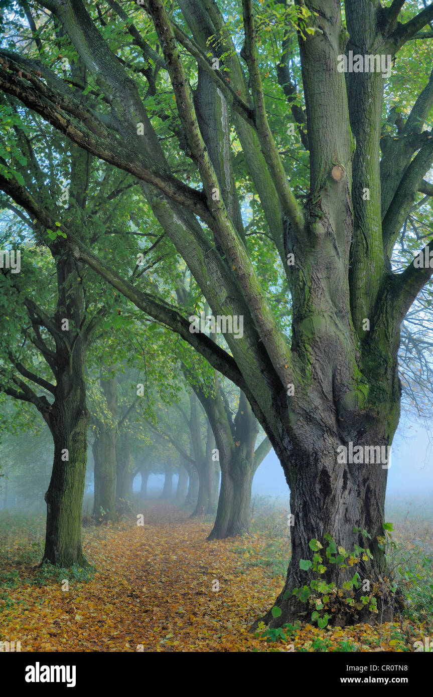 Grandi lasciava tiglio (Tilia platyphyllos) in autunno Foto Stock