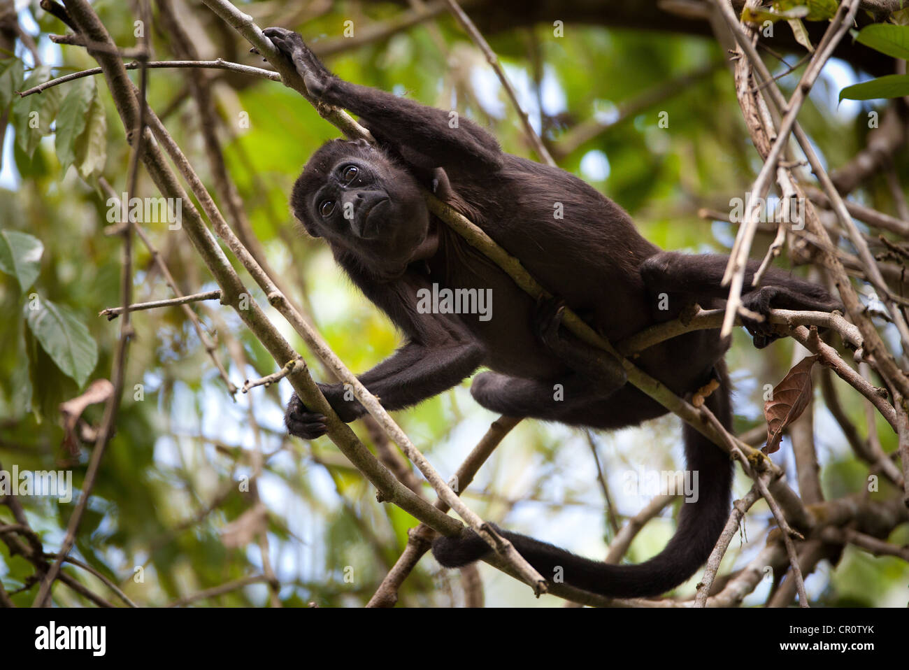 Panama fauna selvatica con una scimmia Howler Manled, Alouatta palliata, nella foresta pluviale del parco nazionale di Soberania, Repubblica di Panama, America Centrale. Foto Stock