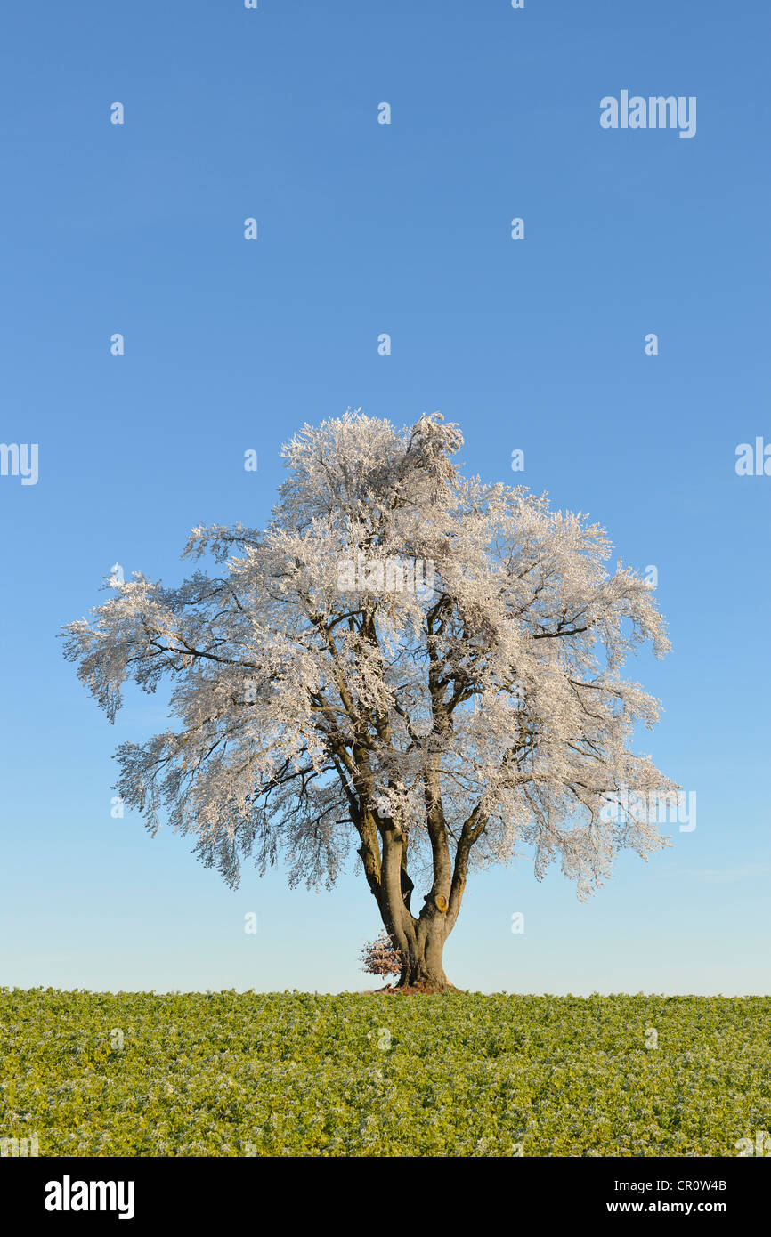 Ontano nero, europeo (ontano Alnus glutinosa) ricoperta di brina, Alpi sveve, Baden-Wuerttemberg, Germania, Europa Foto Stock