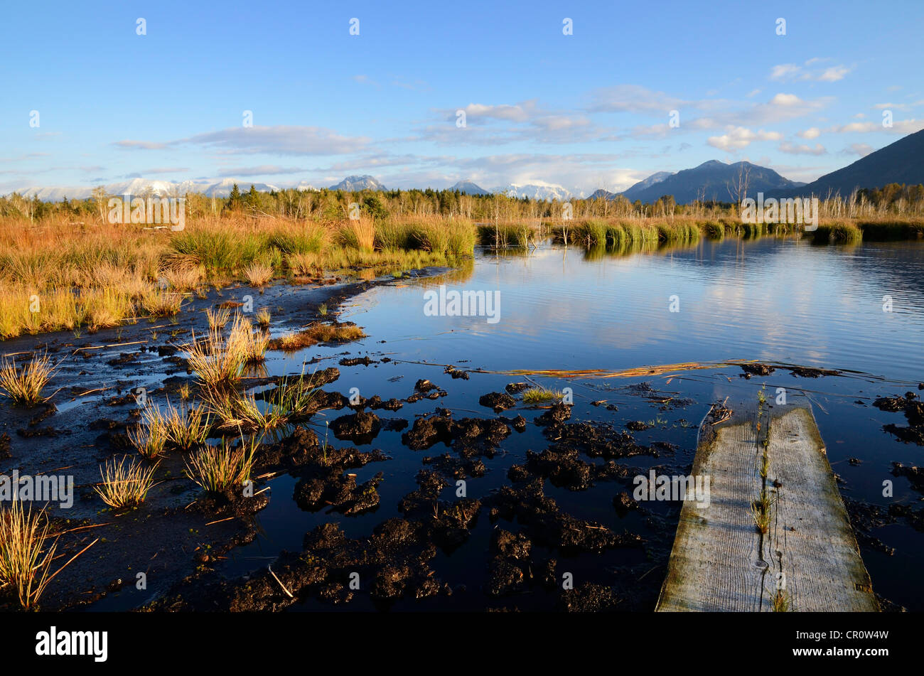 Gangplank su una palude di stagno, bog nelle terre prealpini, vicino Raubling, Baviera, Germania, Europa Foto Stock