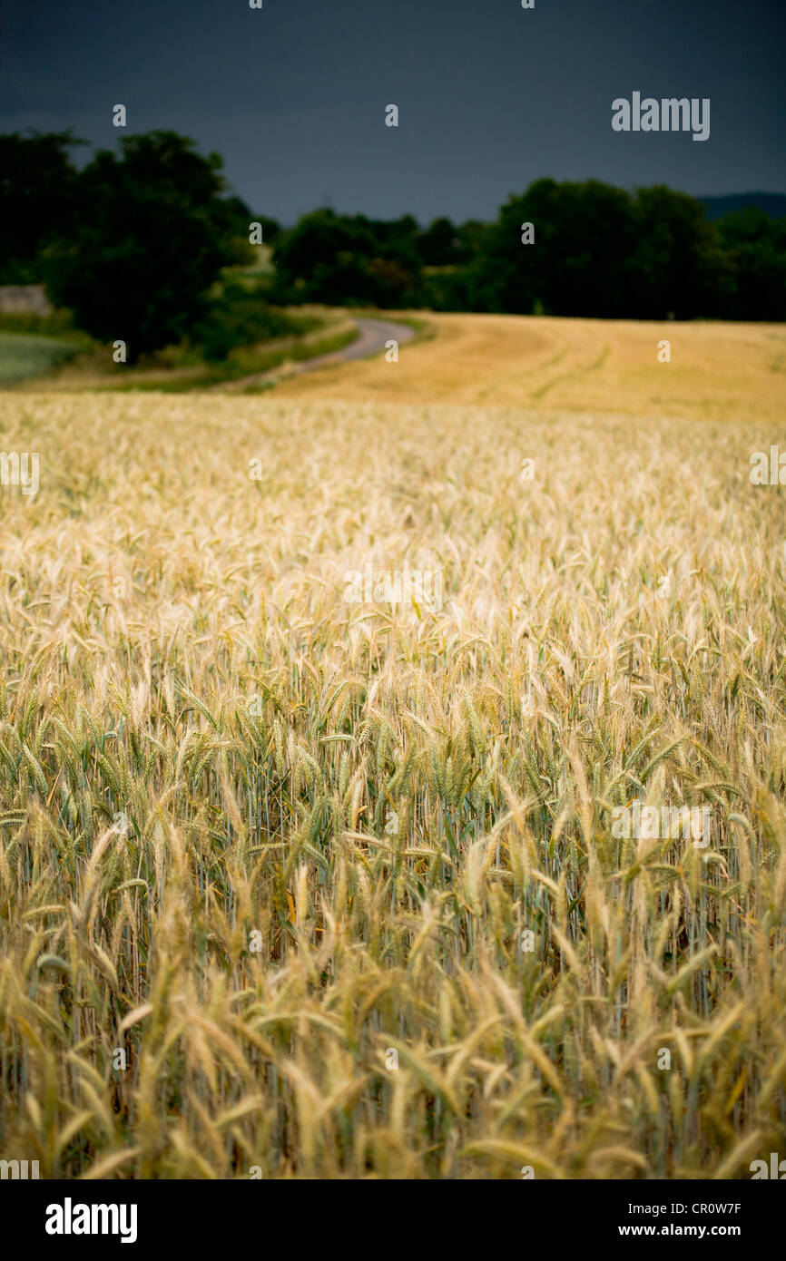 Campo di grano, paesaggio rurale vicino a Coburg, Baviera, Germania, Europa Foto Stock