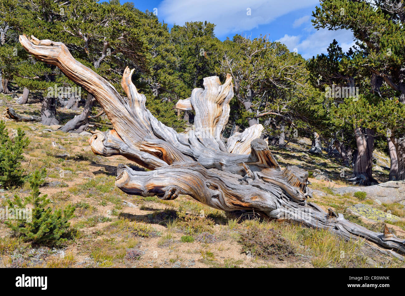 Lunga vita Grande Bacino Bristlecone pine (Pinus longaeva), crollato tree, Bristlecone Pine Forest, Mt. Golia Area Naturale Foto Stock