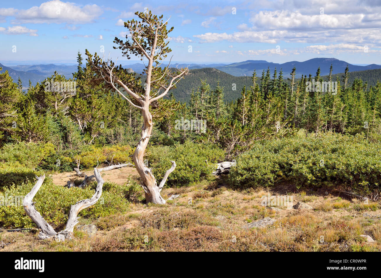 Bristlecone Pine Forest, foresta di lunga vita Grande Bacino Bristlecone pini (Pinus longaeva), Mt. Golia Area Naturale Foto Stock