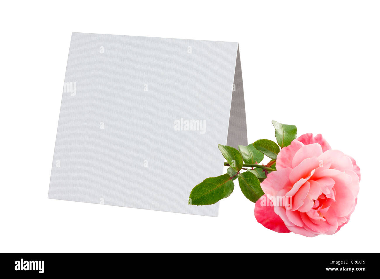 Scheda vuota e rosa rosa invito isolato Foto Stock