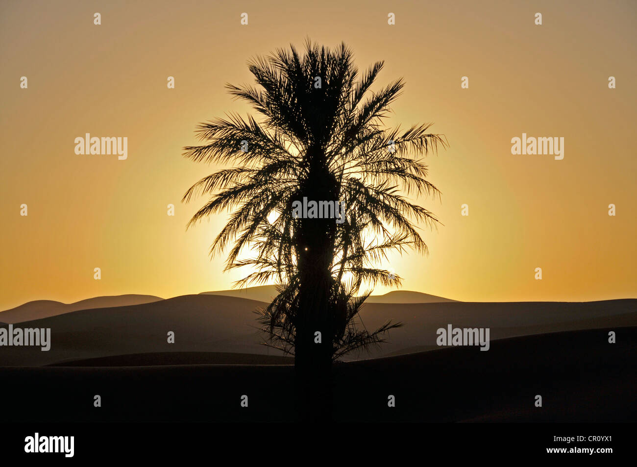 Palm con retroilluminazione al tramonto, deserto di Erg Chebbi Marocco, PublicGround Foto Stock