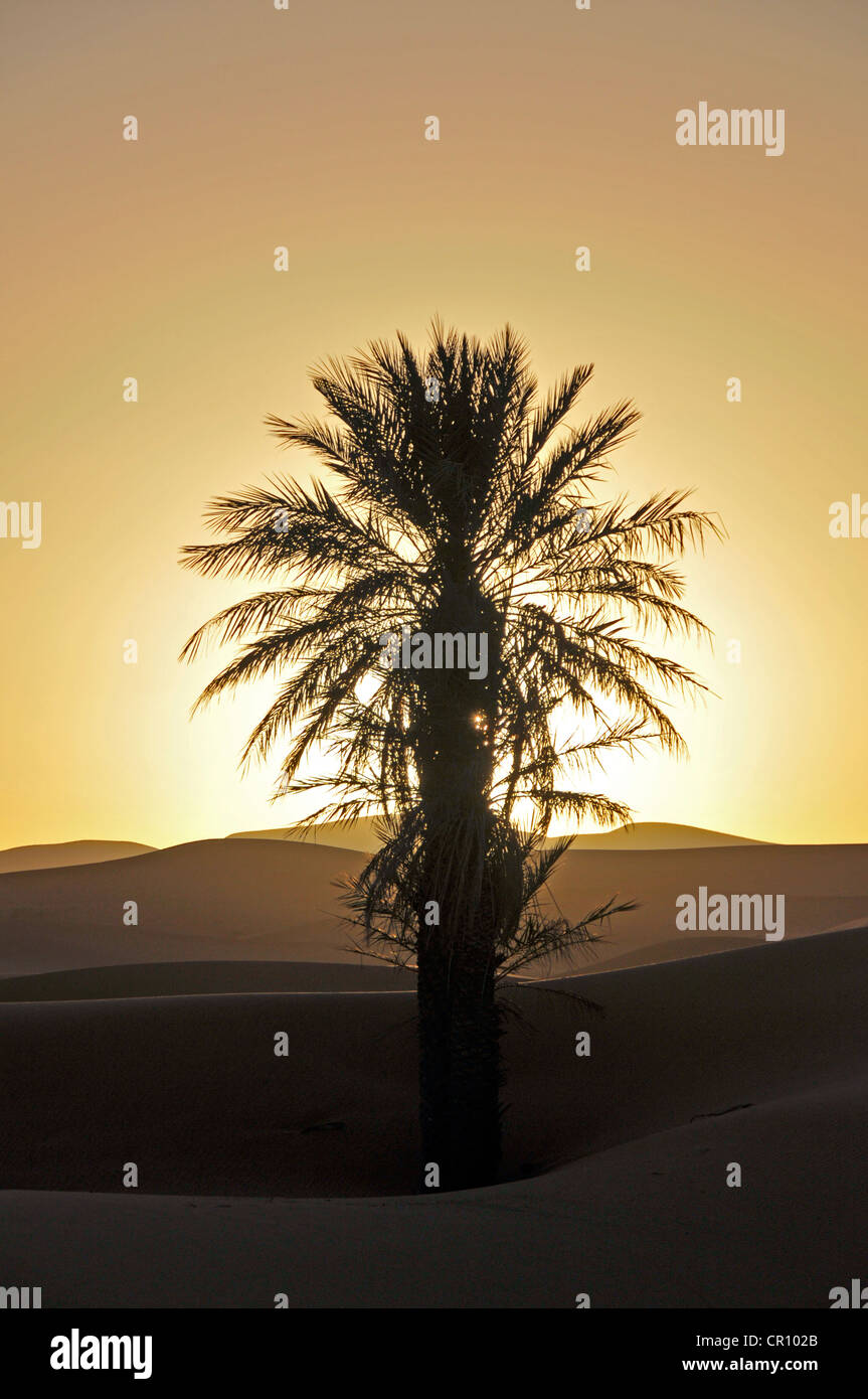 Palm con retroilluminazione al tramonto, deserto dune di sabbia di Erg Chebbi Marocco Foto Stock