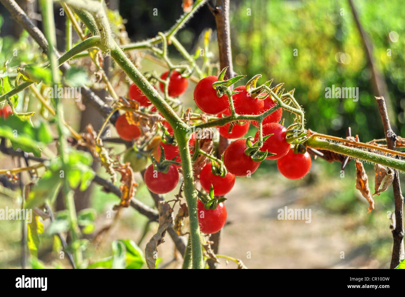 Pomodori ciliegia su un ramo che cresce in un giardino Foto Stock