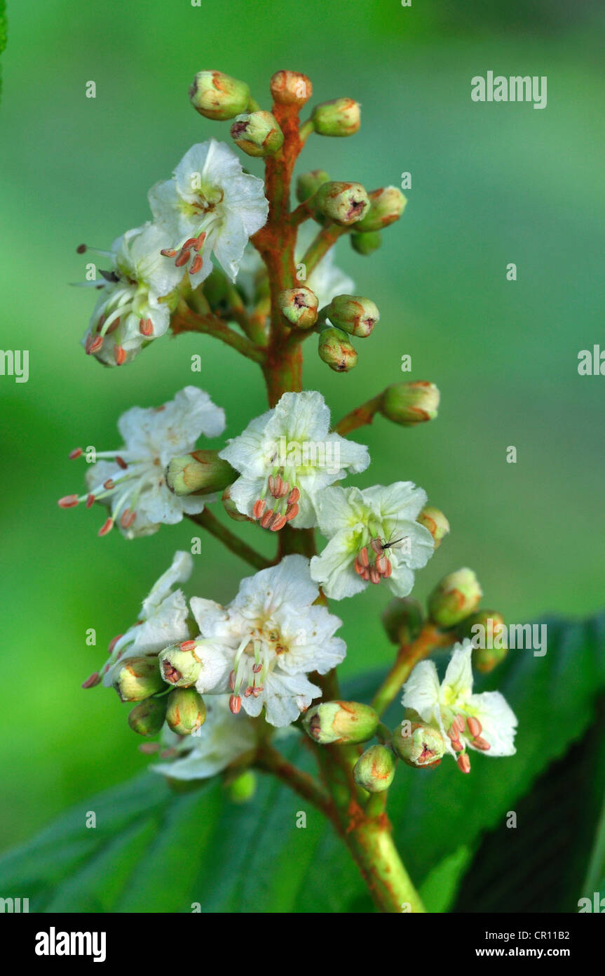 Il fiore di un cavallo castagno REGNO UNITO Foto Stock