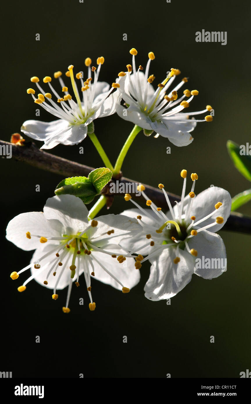 La bellissima prugnolo sbocciare dei fiori in primavera REGNO UNITO Foto Stock