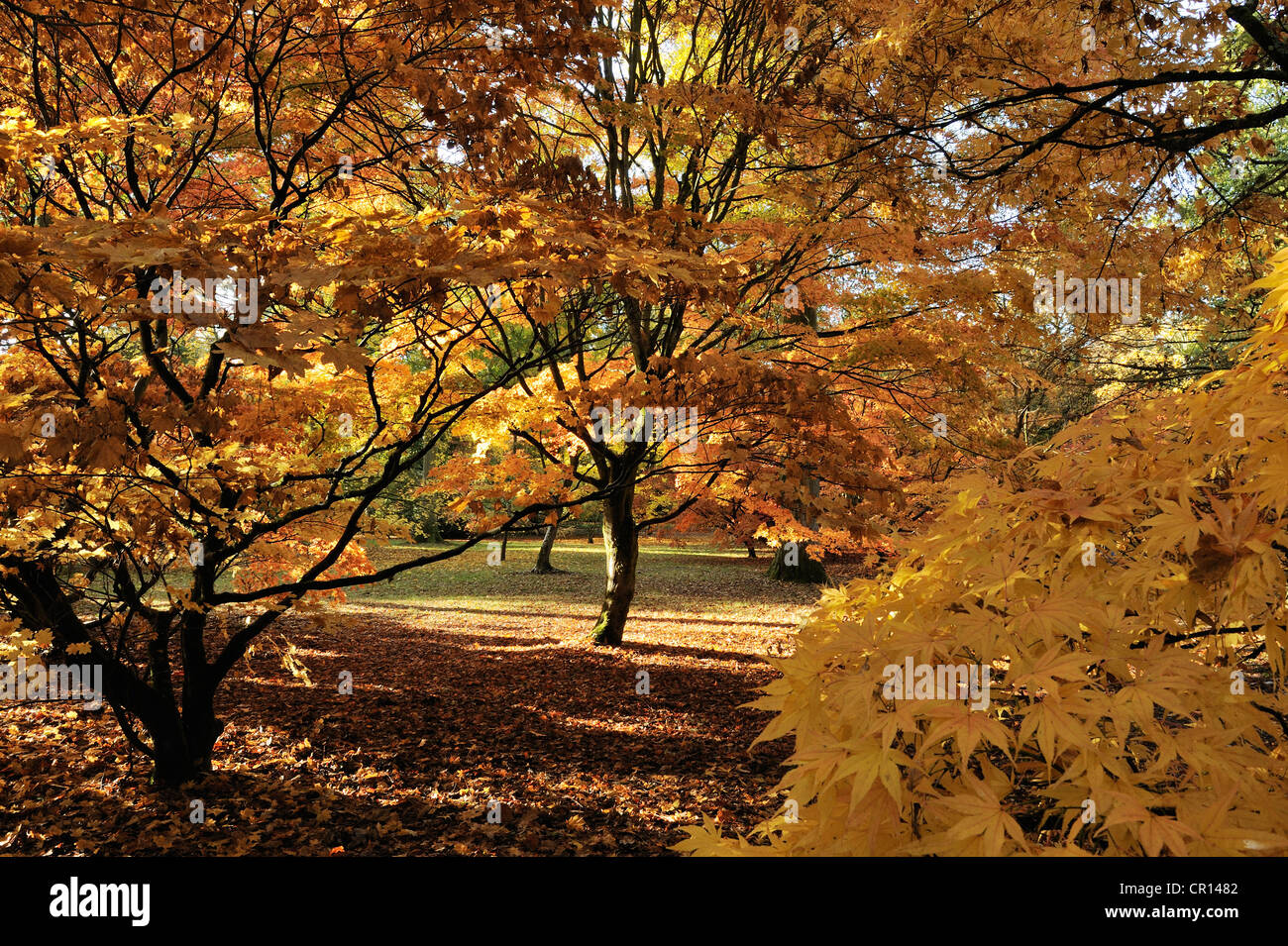 Acer in Acer Glade, Westonbirt Arboretum, Gloucestershire, UK. Foto Stock