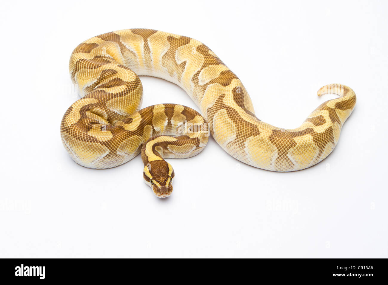 Royal Python (Python regius), burro Enchi, maschio, Markus Theimer rettile allevamento, Austria Foto Stock