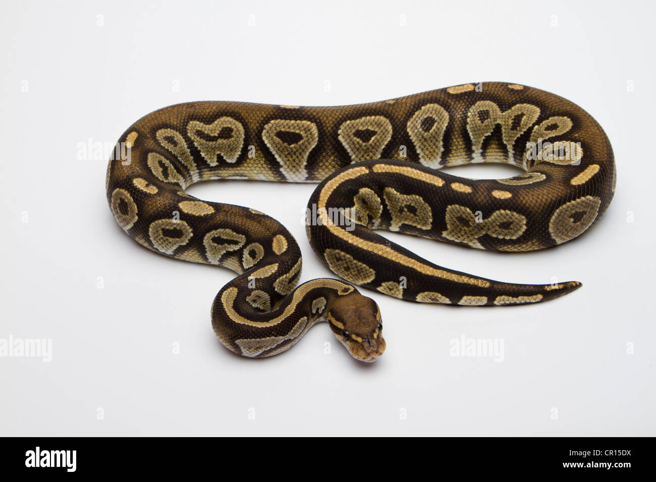 Hypo Testa nera Hat Albino Ball Python o Royal Python (Python regius), maschio Foto Stock