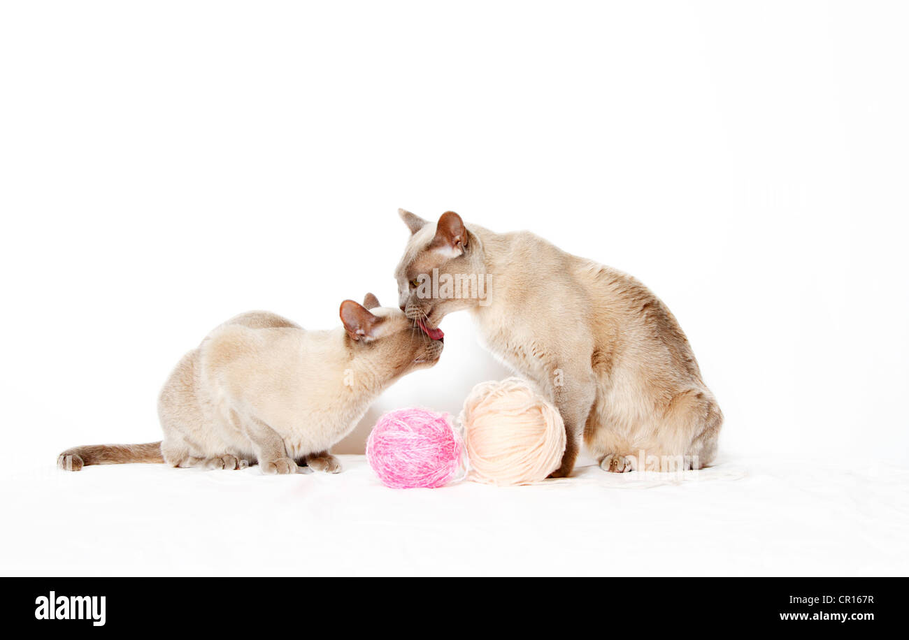 Gatti birmani giocando con un gomitolo di lana Foto Stock