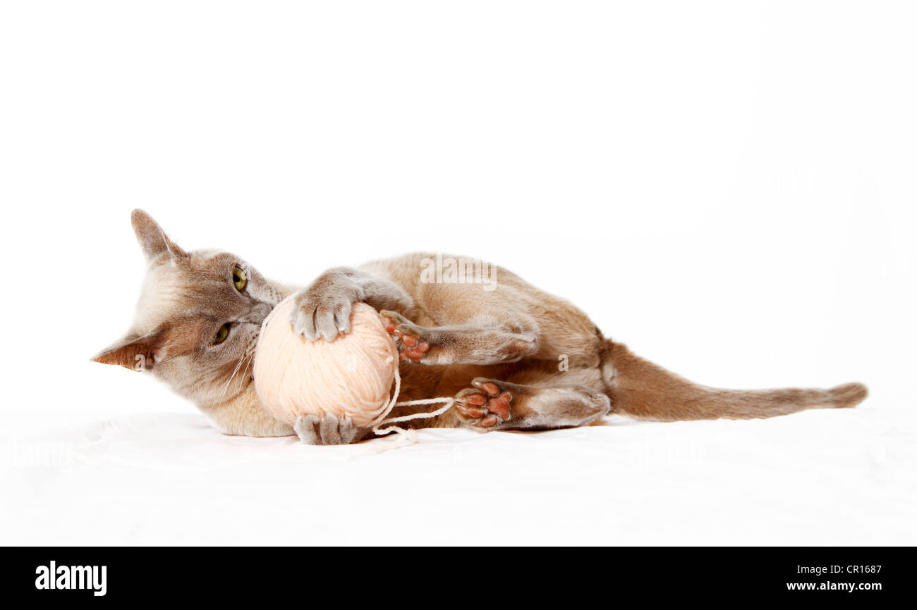 Gatto birmano giocando con un gomitolo di lana Foto Stock
