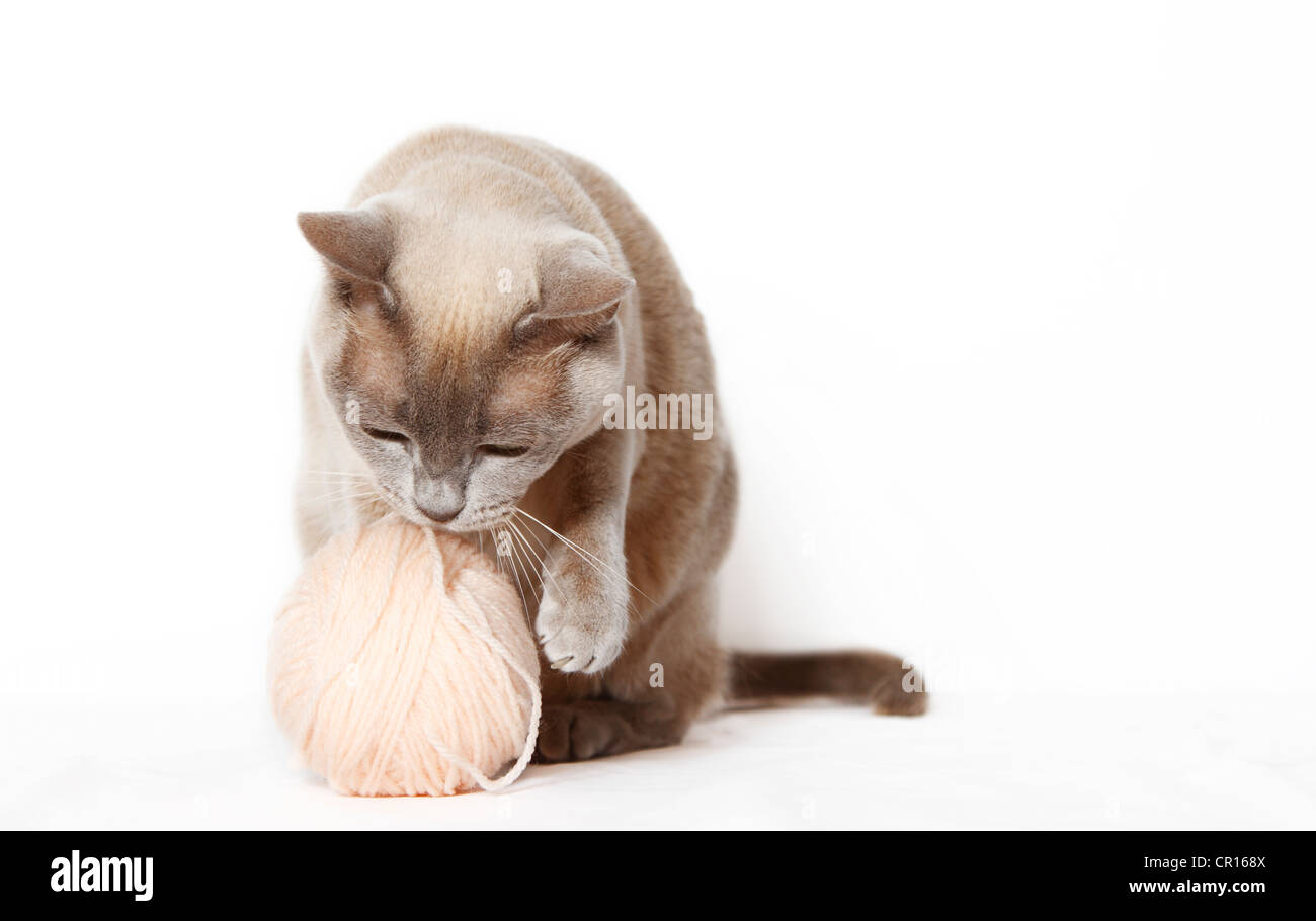 Gatto birmano giocando con una palla di filo Foto Stock