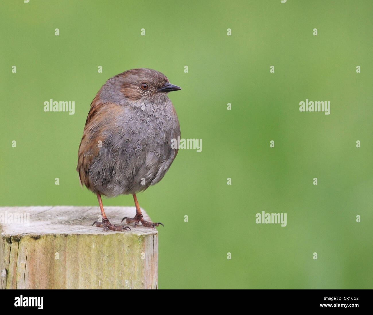 Baby Dunnock seduto su una recinzione Foto Stock