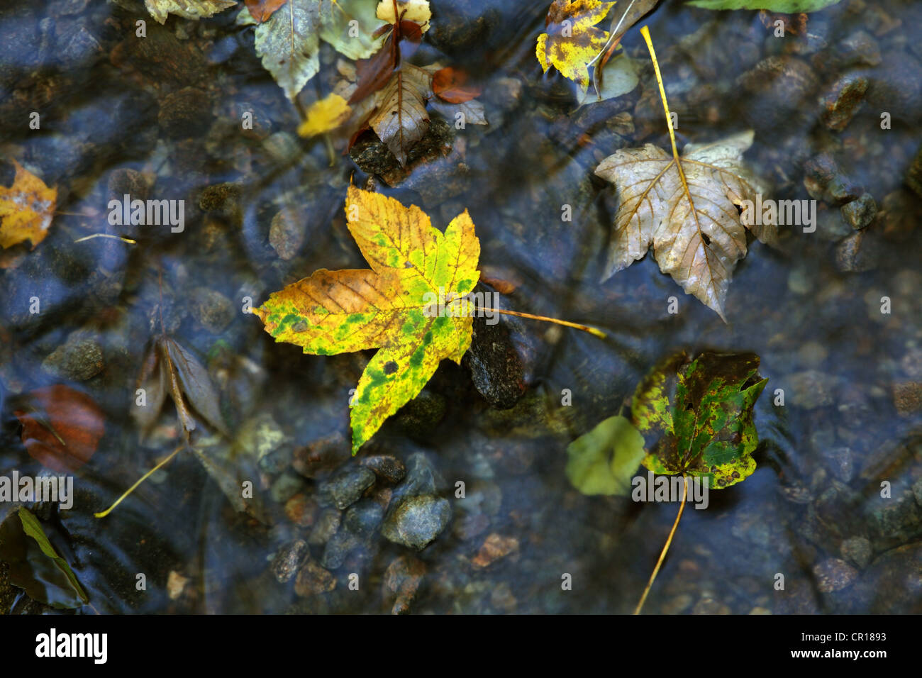 Foglie di autunno in un flusso Foto Stock