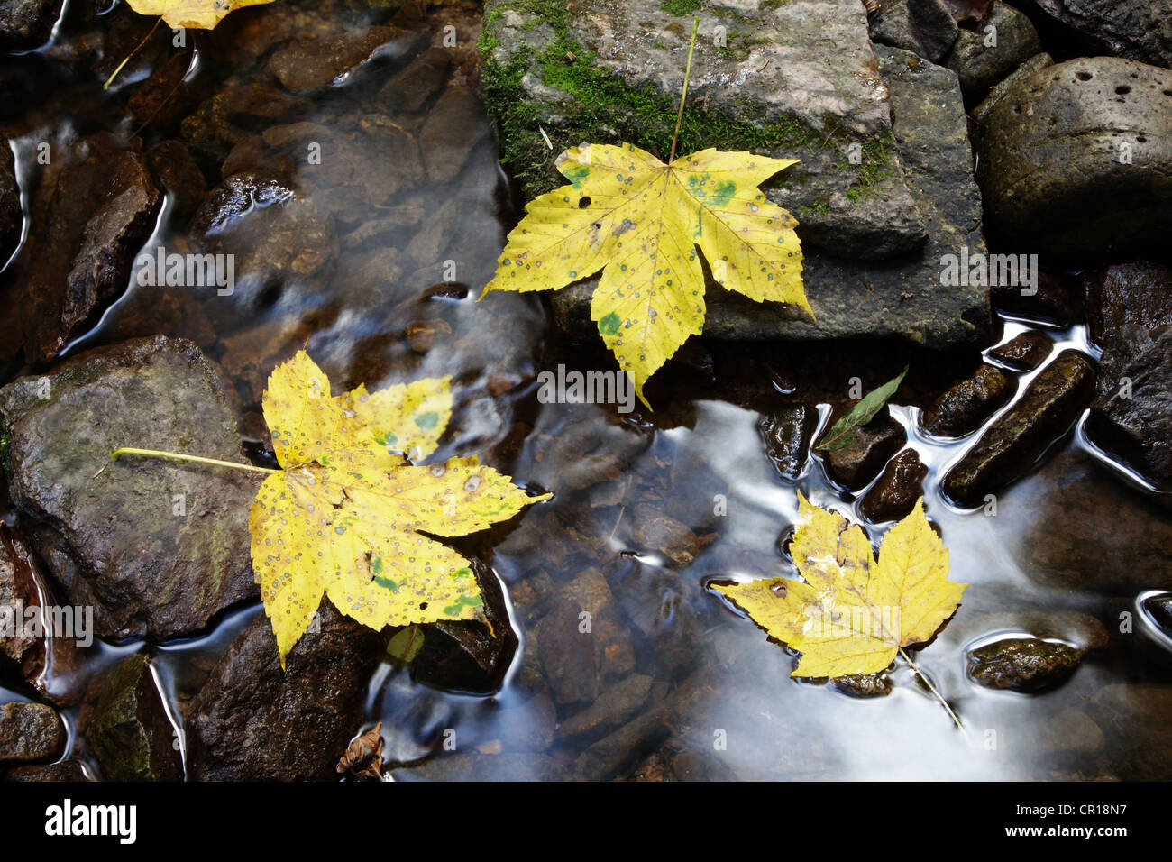 Foglie di acero (Aceraceae) giacenti sulle rocce in un torrente nel burrone Wutachschlucht nella Foresta Nera, Baden-Wuerttemberg Foto Stock