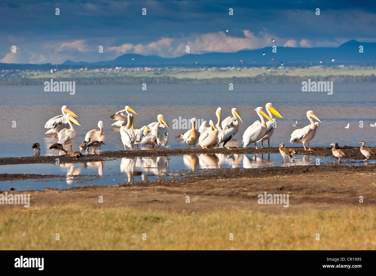 White pellicani (Pelecanus onocrotalus), il lago Nakuru National Park, Kenya, Africa orientale, Africa, PublicGround Foto Stock