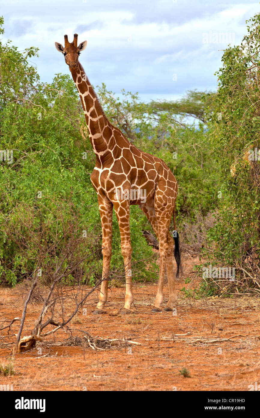 Giraffe reticolate (Giraffa camelopardalis reticulata), Samburu riserva nazionale, Kenya, Africa Orientale, PublicGround Foto Stock