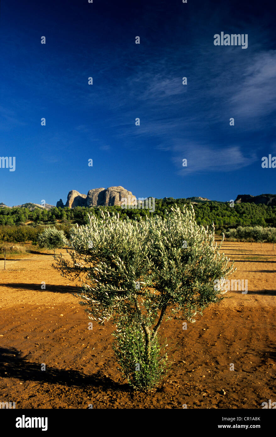 Spagna Catalogna Tarragona provincia Terra Alta comarca uliveto a fondo del Massiccio Porte dels dominato da rocce di Benet vicino Foto Stock