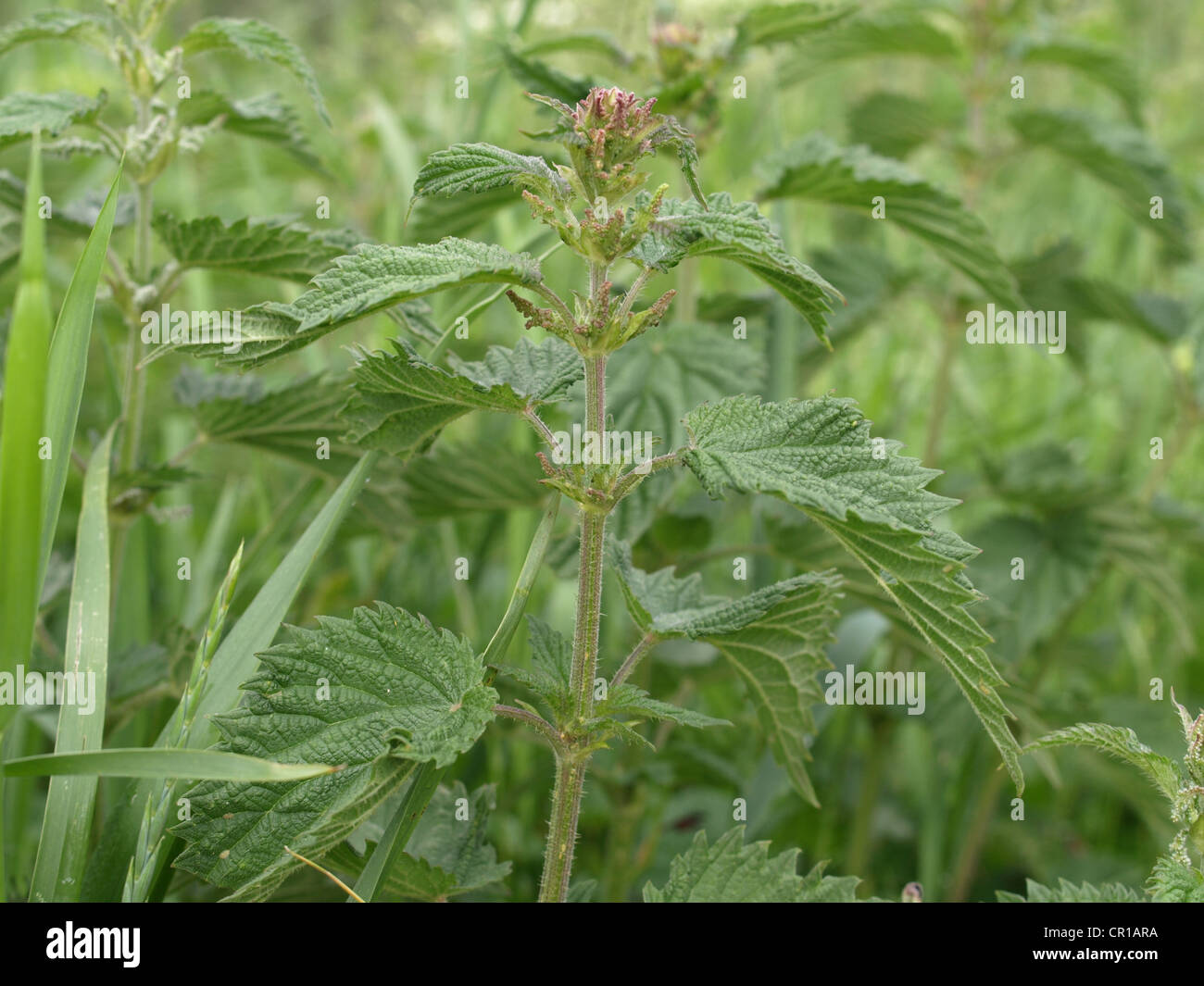 Ortica / Urtica / Brennesseln Foto Stock