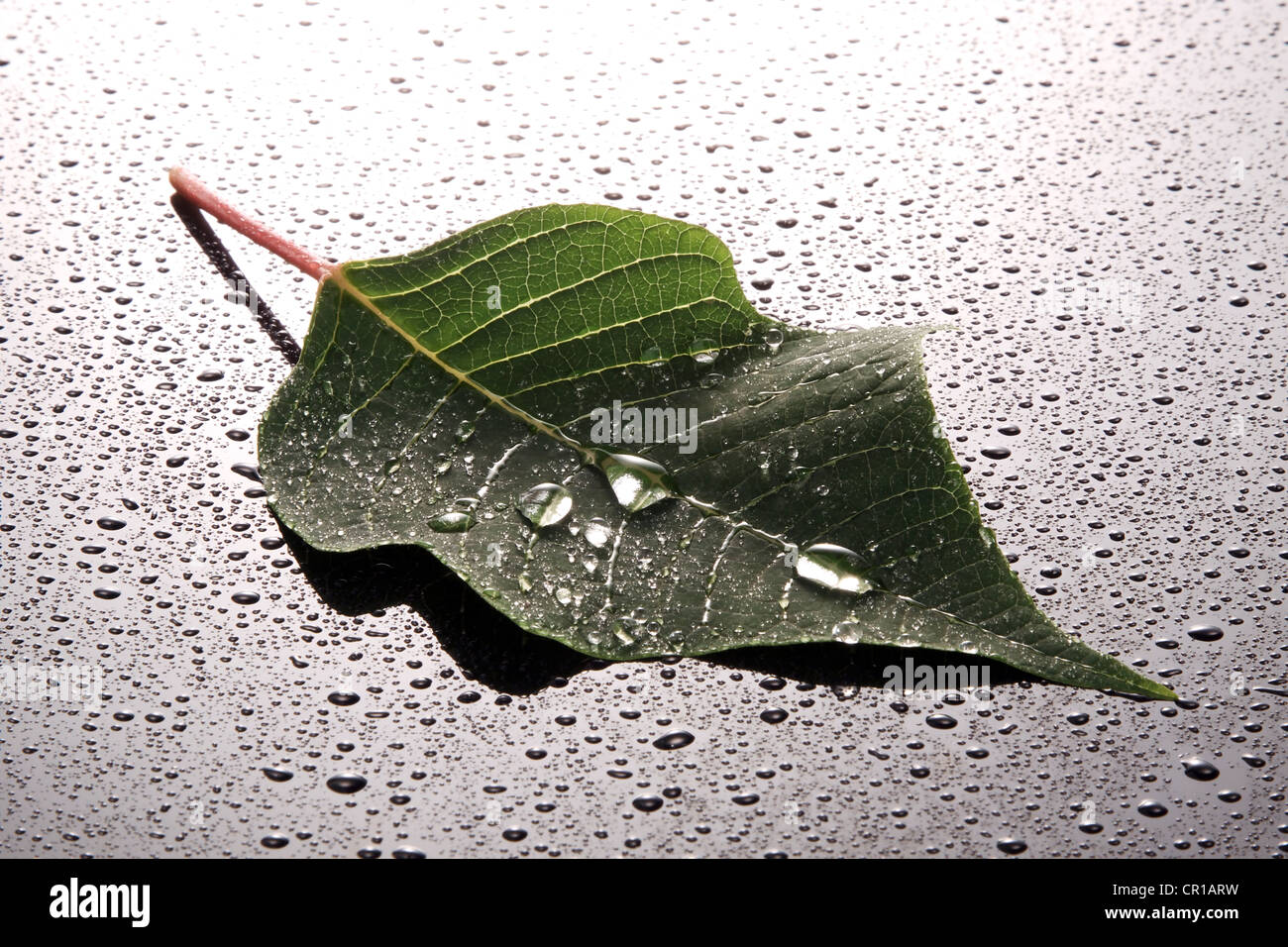 Foglie coperta con acqua o gocce di rugiada Foto Stock