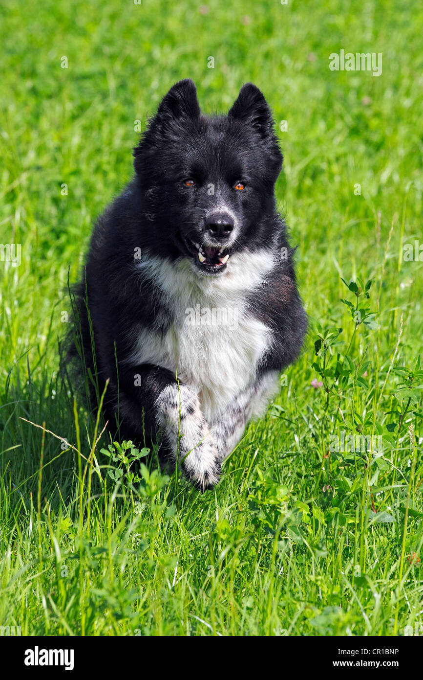 Cane (Canis lupus familiaris), maschio, cross-razza, in esecuzione attraverso il prato Foto Stock