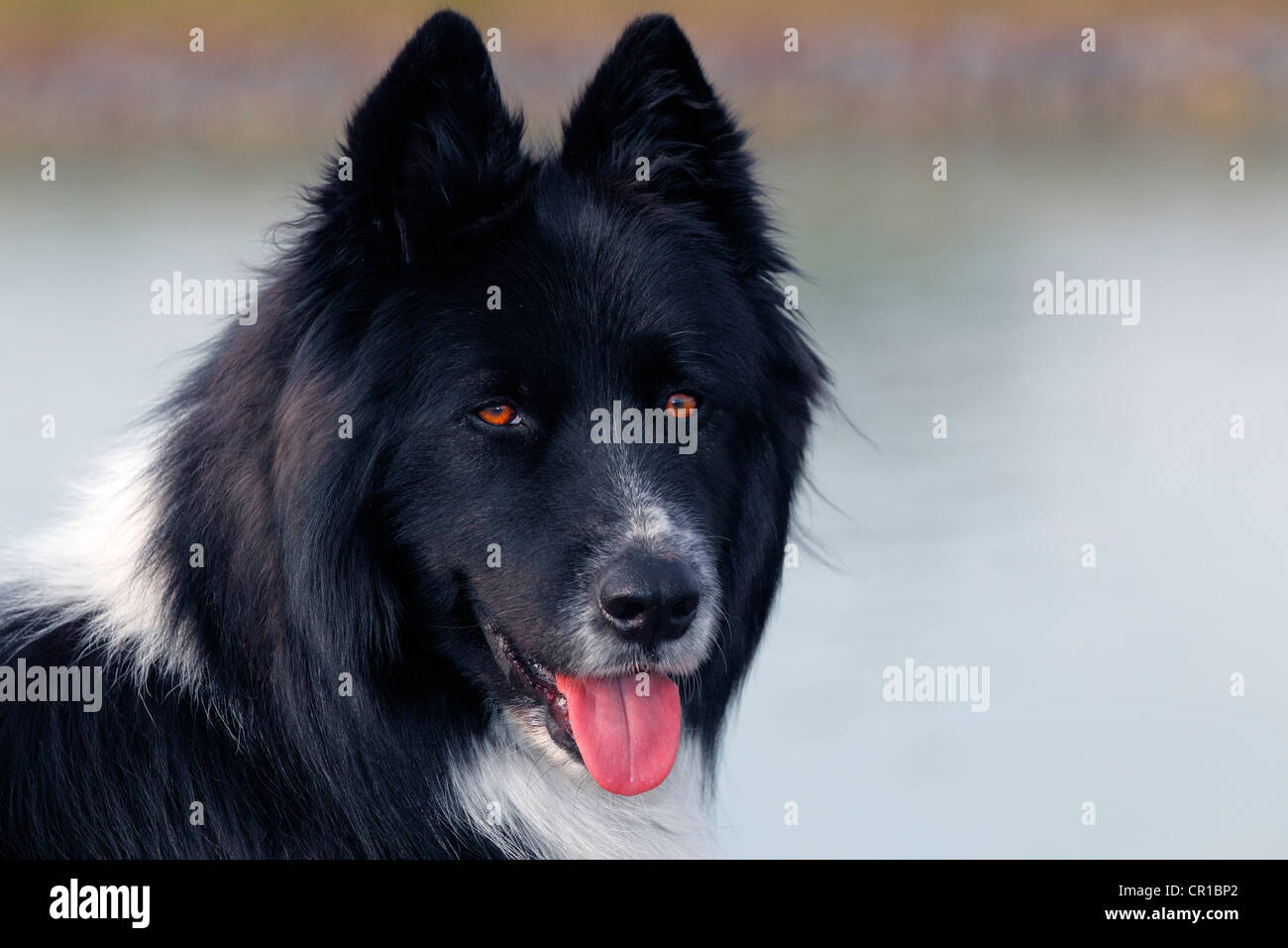 Cane (Canis lupus familiaris), maschio, cross-razza, ritratto Foto Stock