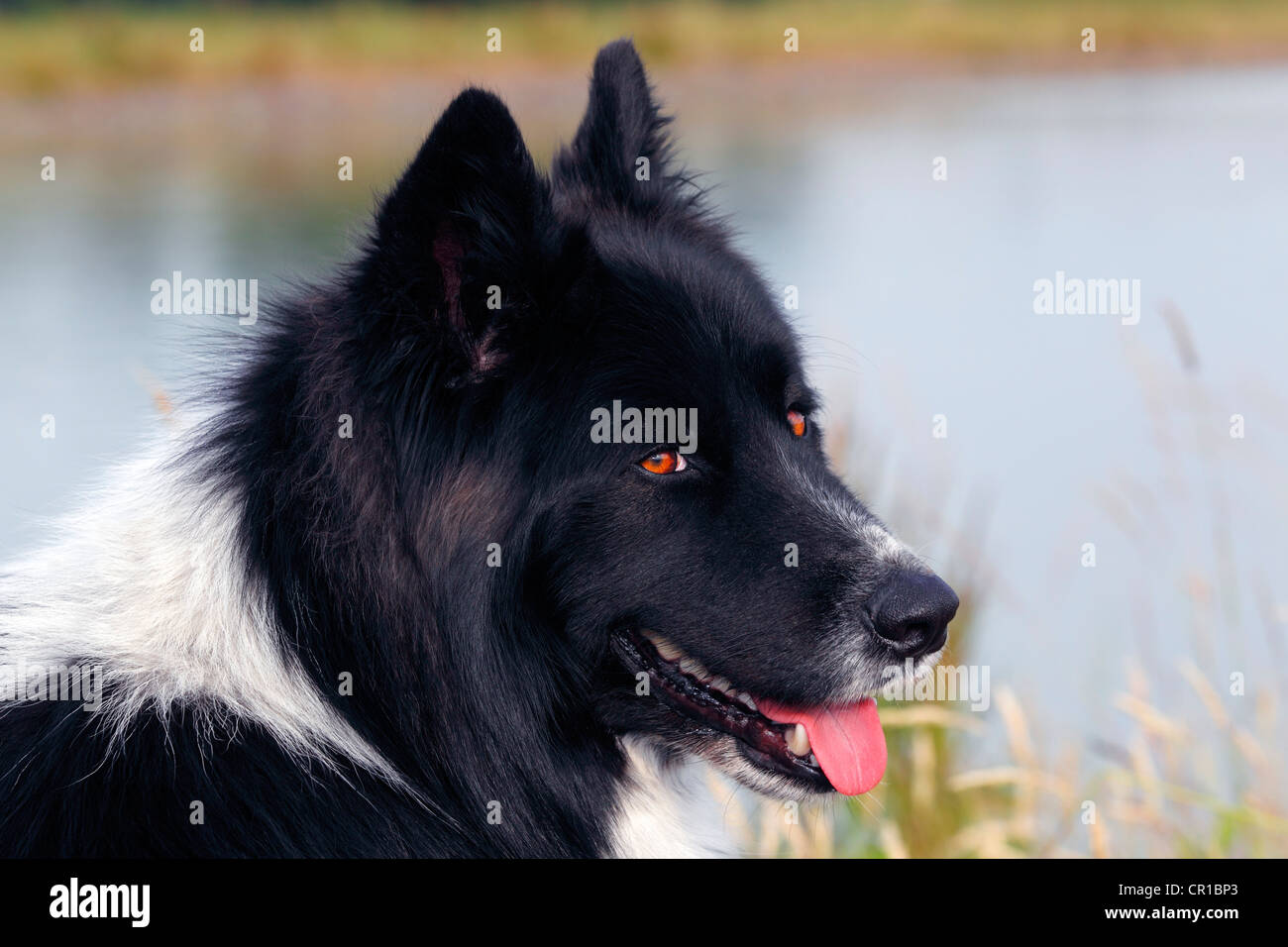 Cane (Canis lupus familiaris), maschio, cross-razza, ritratto Foto Stock