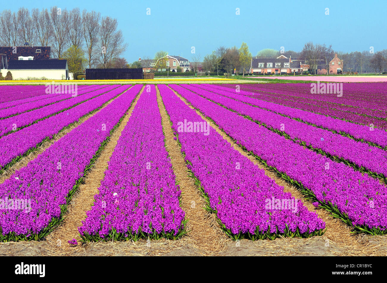 Paesi Bassi Olanda meridionale Provincia Lisse, giacinti campi Foto Stock