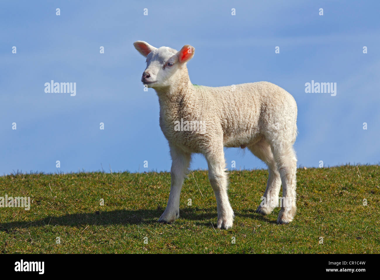 Agnello, ovini domestici, agnello (Ovis ammon f. aries) in piedi su una diga, Schleswig-Holstein, Germania, Europa Foto Stock