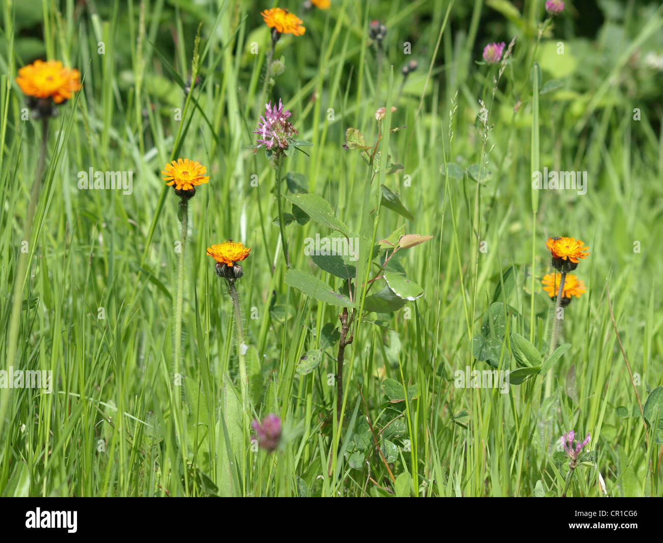 Pilosella aurantiaca, Fox-e-cubs, Arancione / Hawkweed Hieracium aurantiacum / Orangerotes Habichtskraut Foto Stock