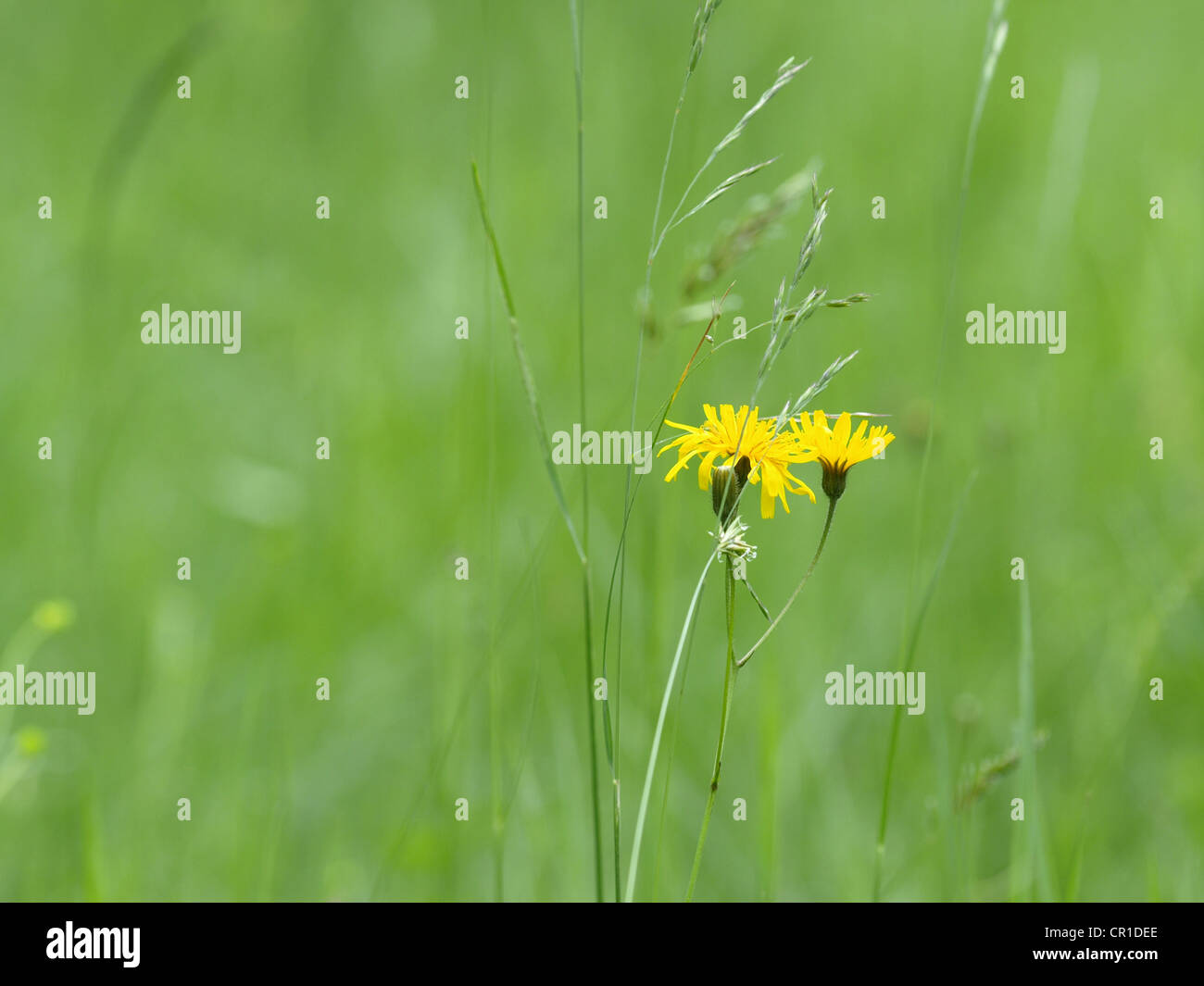 Prato di fiori selvaggi con perenne Sow-Thistle / Mais Sow Thistle / Wildblumenwiese mit Acker-Gänsedistel Foto Stock