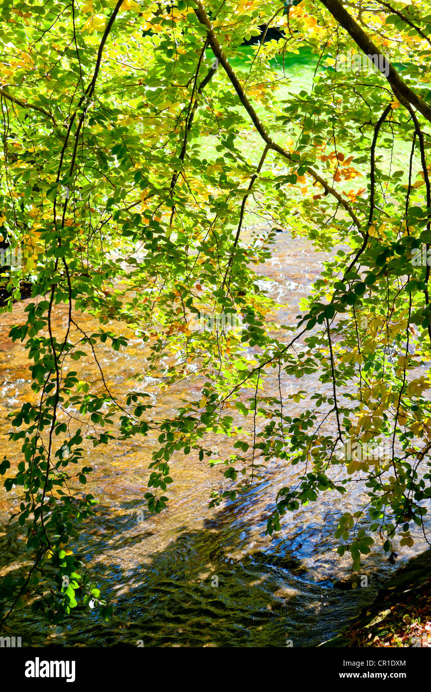 Albero a foglie decidue sopra il fiume Oos, park sul fiume Oos, Lichtentaler Allee, Baden-Baden, Baden-Wuerttemberg, Germania, Europa Foto Stock