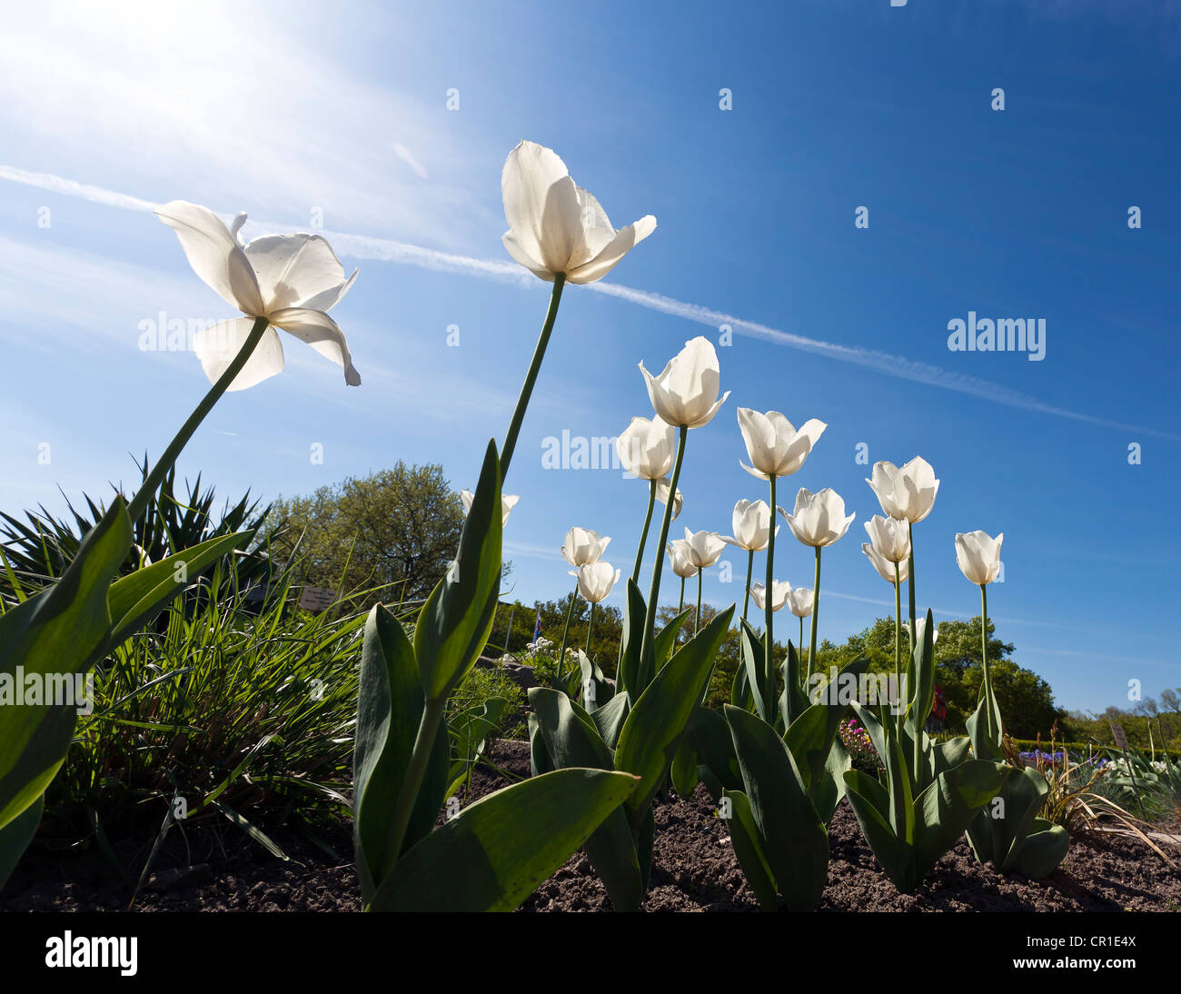 Tulipani bianco (Tulipa) contro un cielo blu Foto Stock