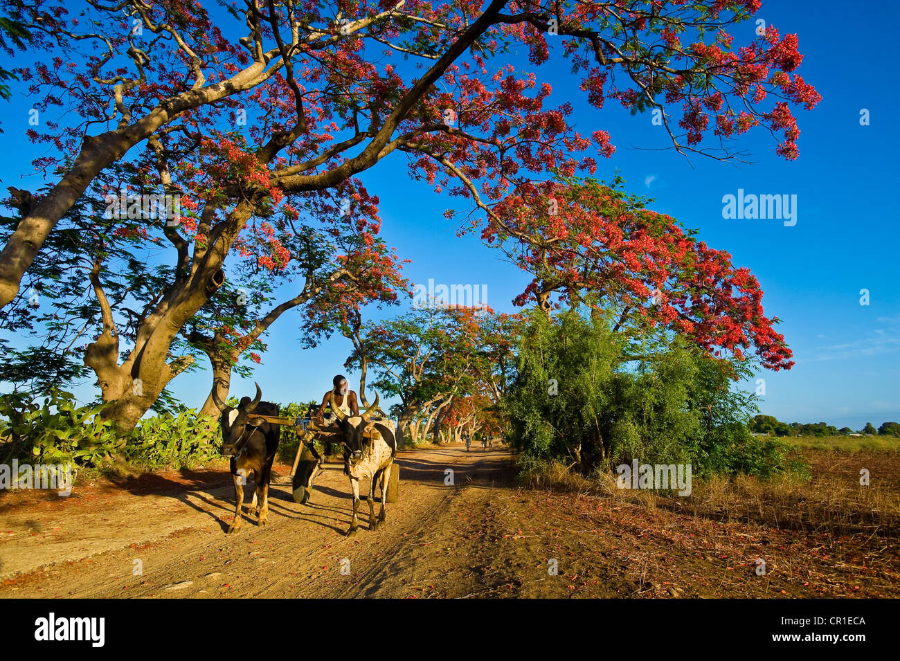 Madagascar, ex provincia di Toliara, Atsimo Andrefana Regione, costa sud occidentale, Miary seduti in un carro trainato da zebu, Foto Stock