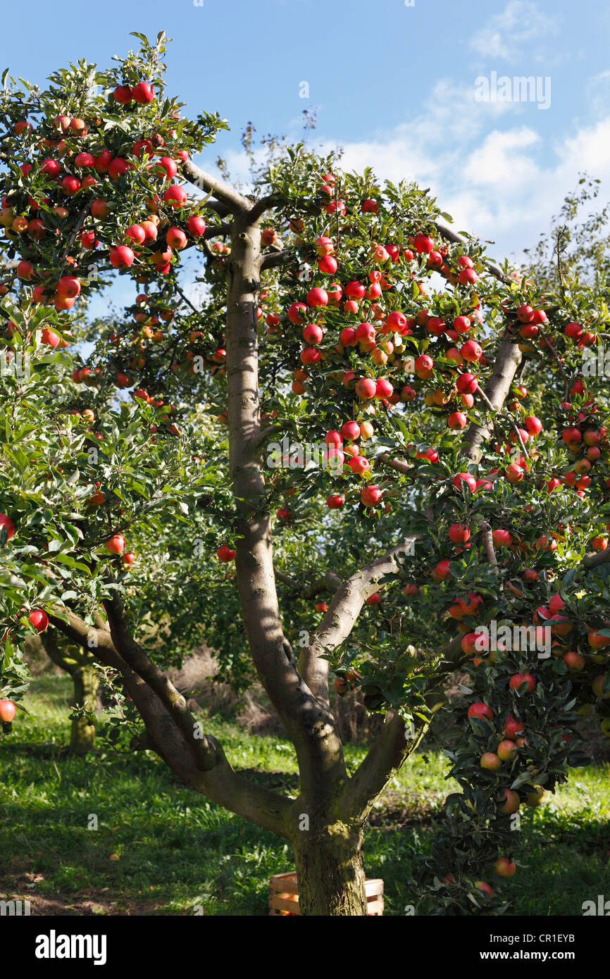Mele mature su alberi di mele, Oberschwarzach, Steigerwald, bassa Franconia, Franconia, Baviera, Germania, Europa Foto Stock