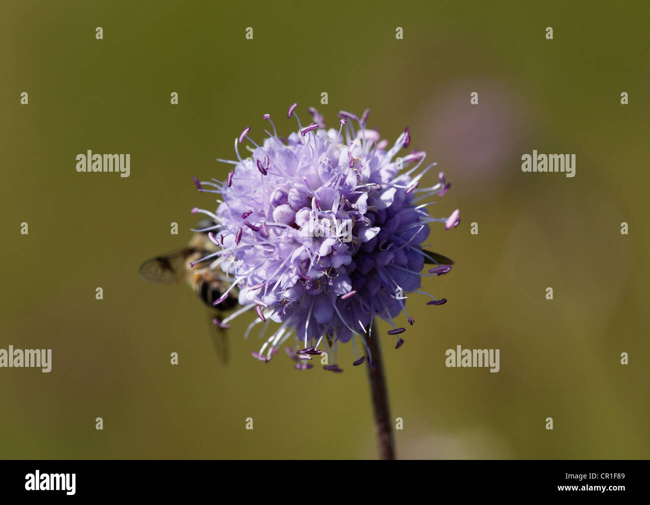 Moench, Devil's-bit o Devil's-bit Scabious (Succisa pratensis), Sachsenkam, Baviera, Germania, Europa Foto Stock