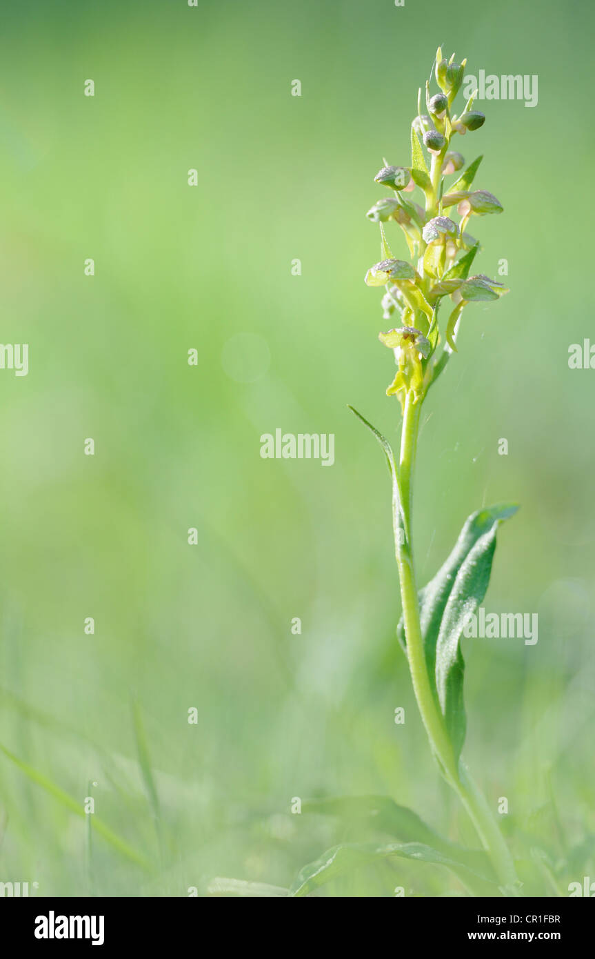 Frog Orchid o Long-Bracted verde (orchidee Coeloglossum viride) Foto Stock