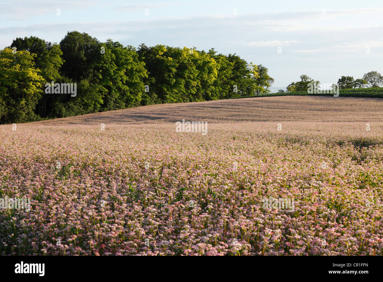 Comune di grano saraceno (Fagopyrum esculentum), vicino Leobendorf, Weinviertel, Vino trimestre, Austria Inferiore, Austria, Europa Foto Stock