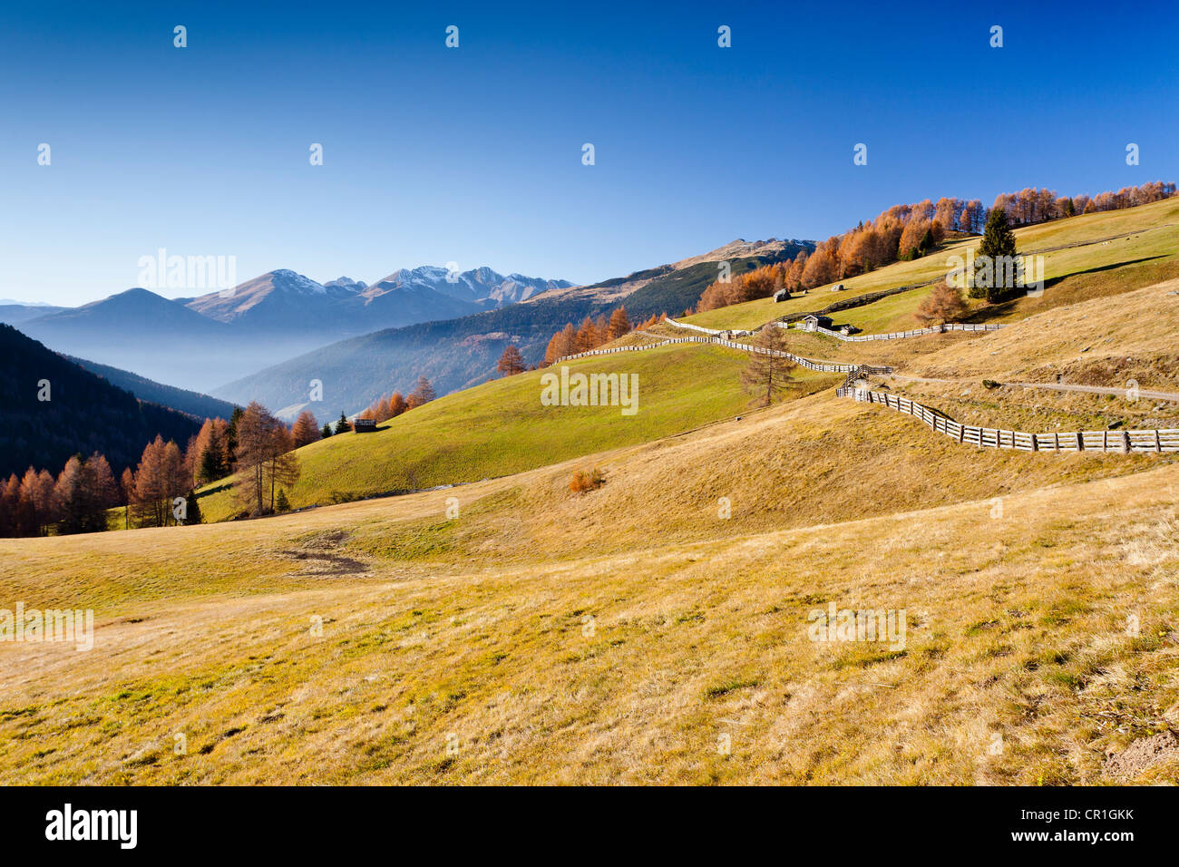 Gedrumalm, Getrumalm prato alpino, dietro la Val Sarentino, Alto Adige, Italia, Europa Foto Stock