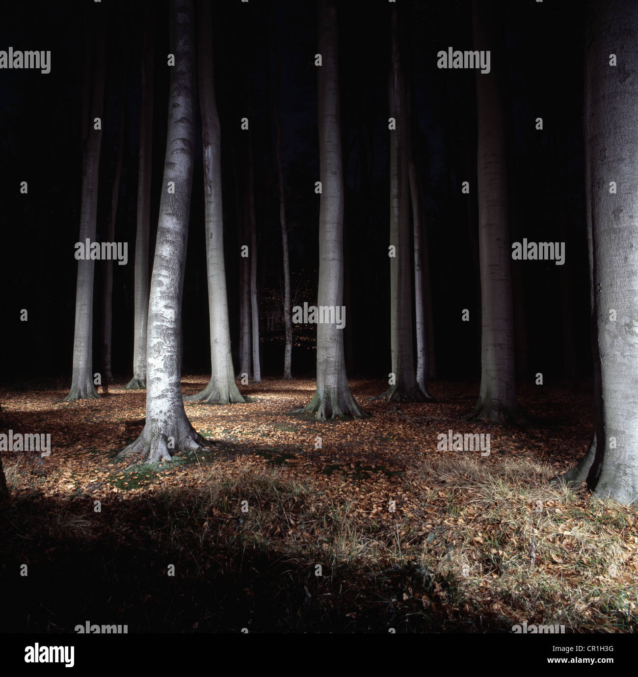 Gli alberi nelle foreste illuminata di notte Foto Stock